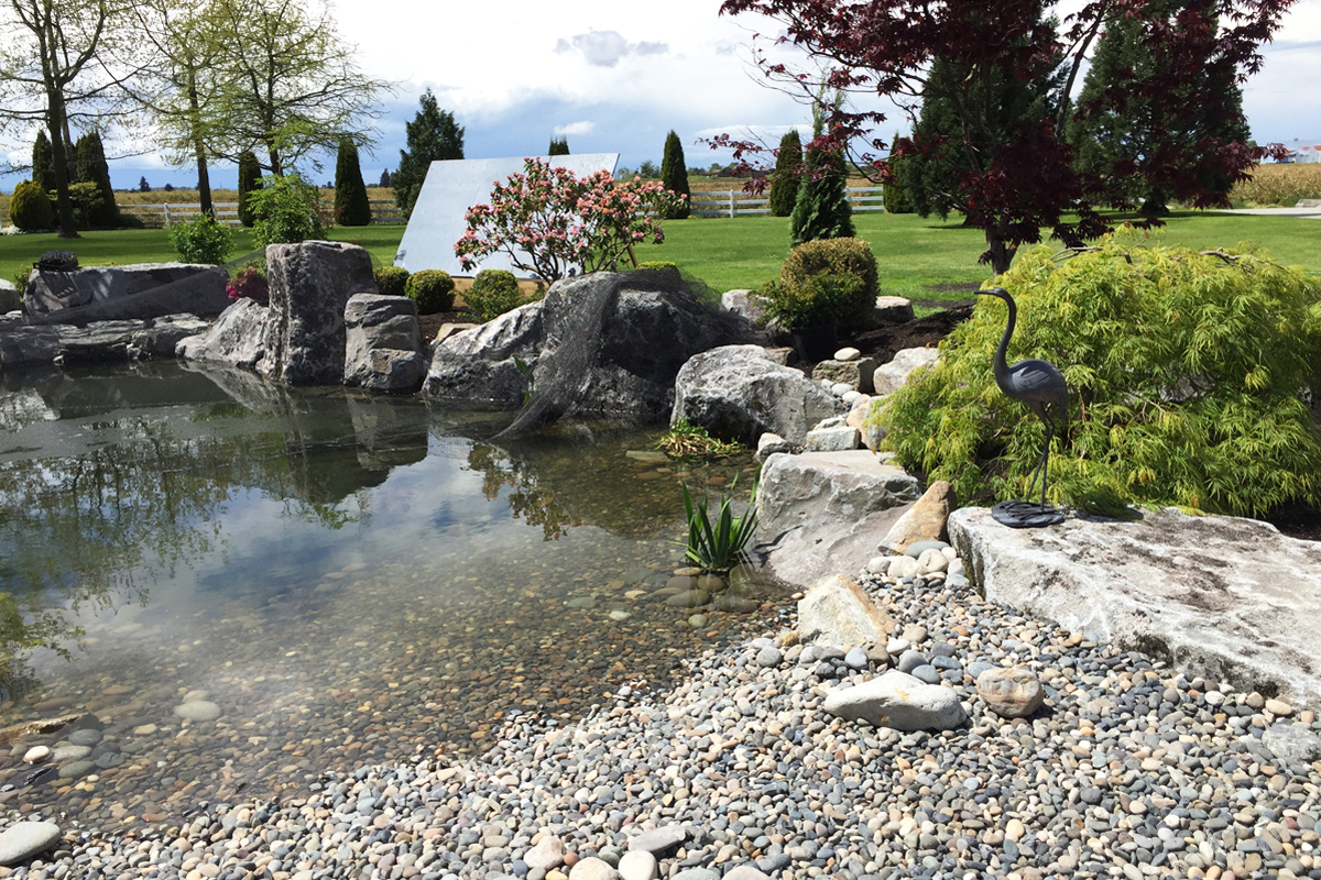 Ladner Koi Pond After