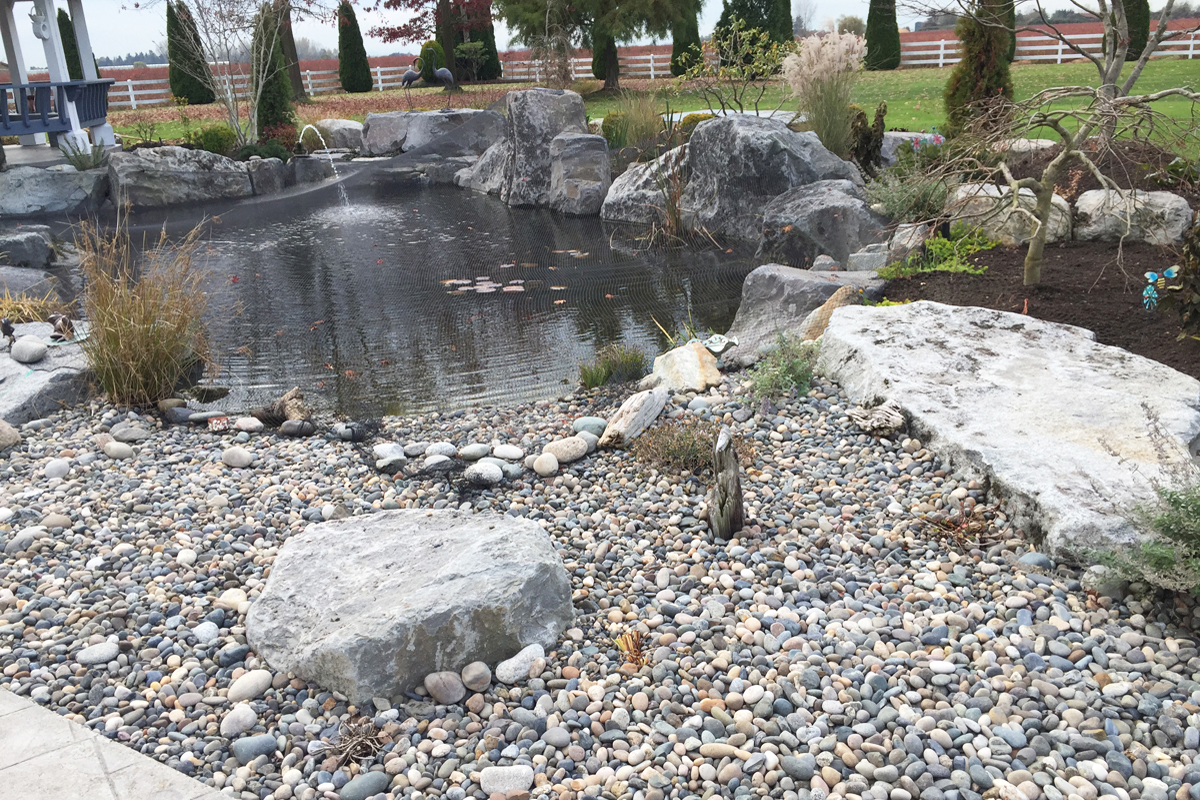 Ladner Koi Pond After