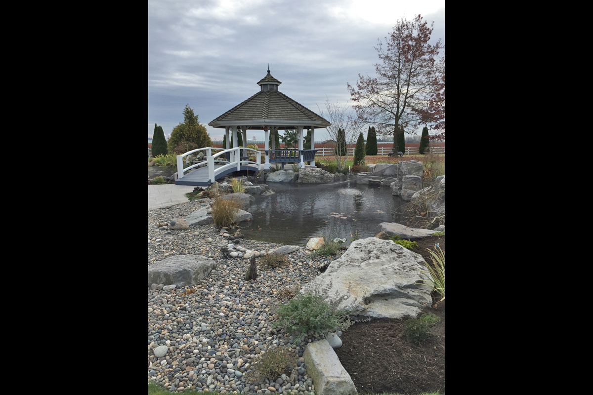 Ladner Koi Pond After