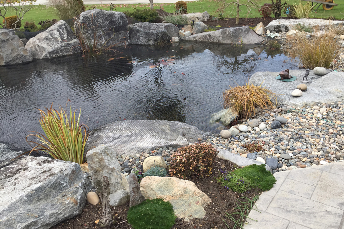 Ladner Koi Pond After
