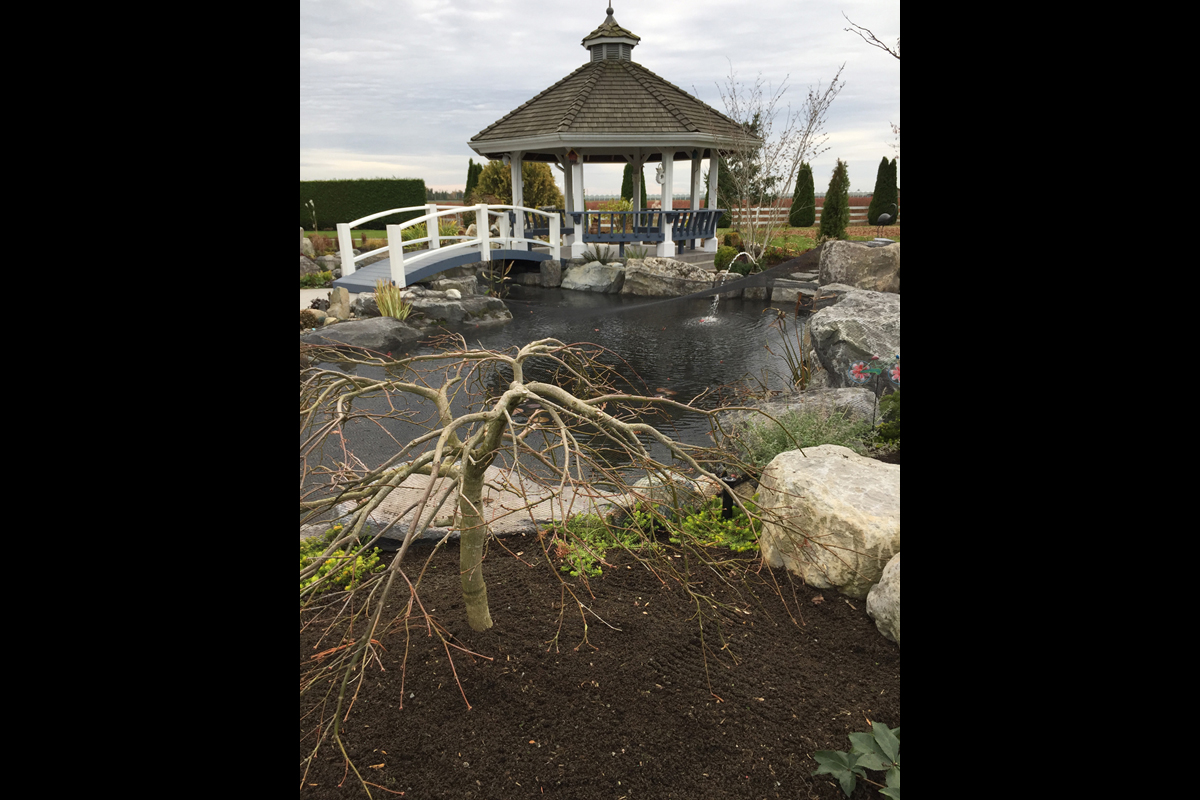 Ladner Koi Pond After