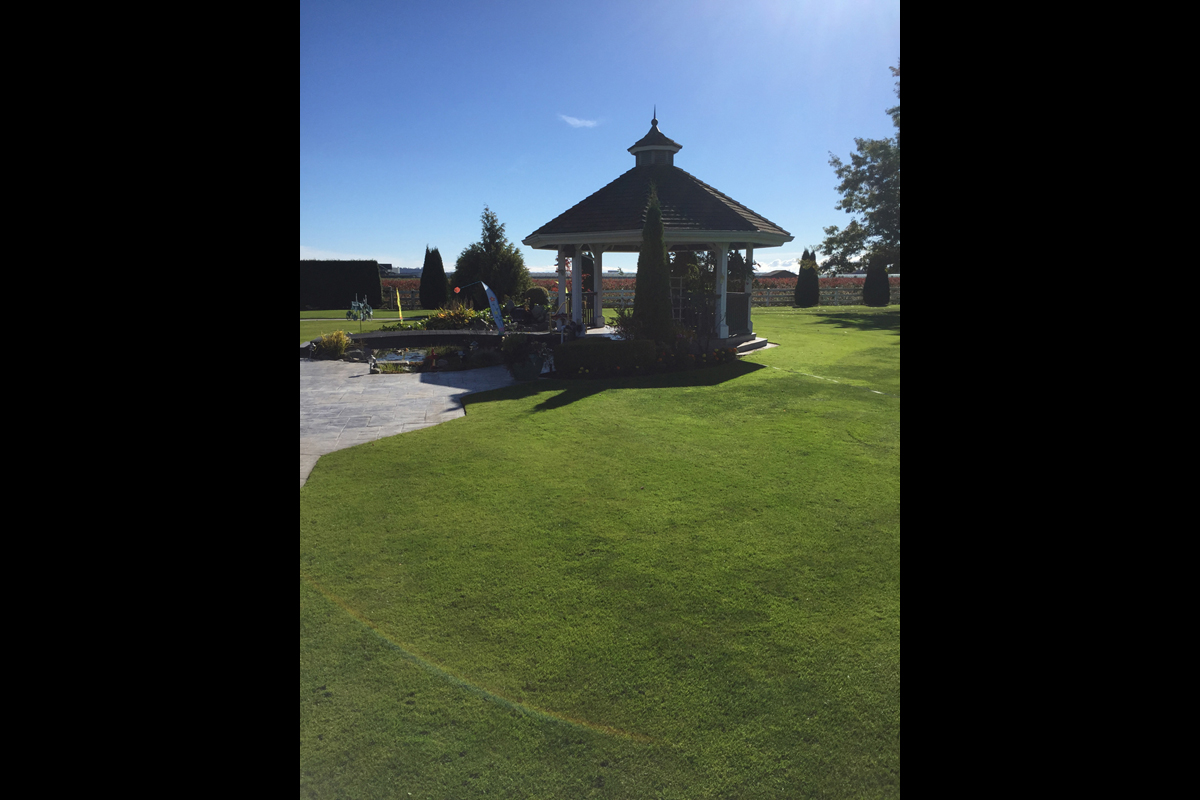 Ladner Koi Pond Before